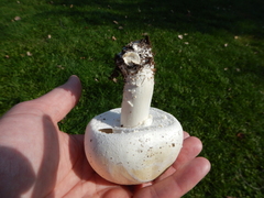 Agaricus crocodilinus