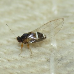 Bactericera dorsalis