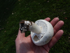 Agaricus crocodilinus