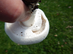 Agaricus crocodilinus