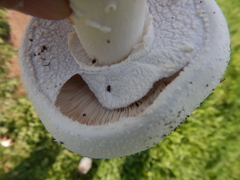 Agaricus crocodilinus