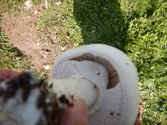 Agaricus crocodilinus