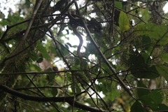 Pseudoxyrhophiidae