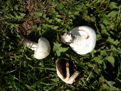 Agaricus crocodilinus