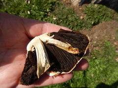 Agaricus crocodilinus