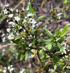 Logania linifolia
