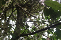 Pseudoxyrhophiidae