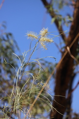 Grevillea pyramidalis leucadendron