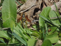 Polistes dominula