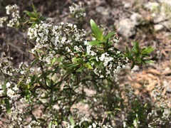 Logania linifolia