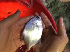 Trachinotus carolinus