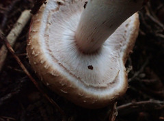 Agaricus benesii