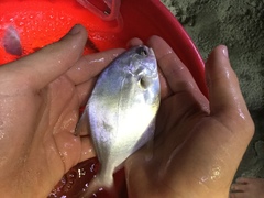 Trachinotus carolinus