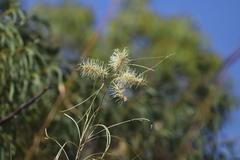 Grevillea pyramidalis leucadendron