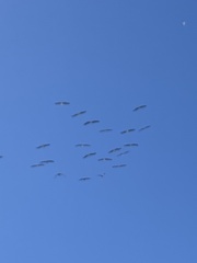 Pelecanus erythrorhynchos