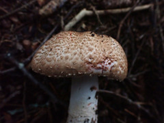 Agaricus benesii