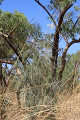 Grevillea pyramidalis leucadendron