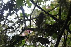 Pseudoxyrhophiidae