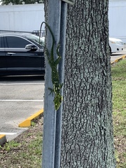 Anolis equestris