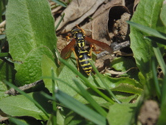 Polistes dominula