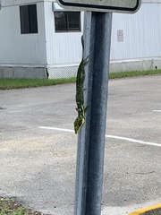 Anolis equestris