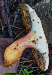 Xerocomellus armeniacus