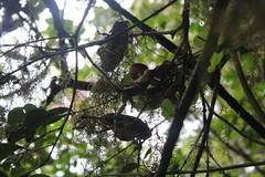 Pseudoxyrhophiidae
