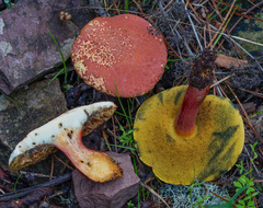 Xerocomellus armeniacus