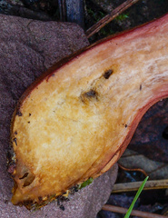 Xerocomellus armeniacus