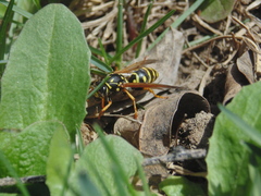 Polistes dominula