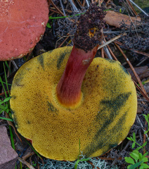 Xerocomellus armeniacus