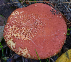 Xerocomellus armeniacus