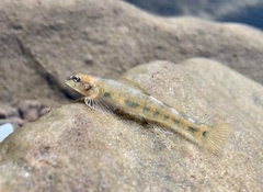 Etheostoma osburni