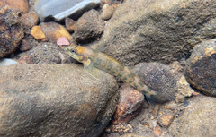 Etheostoma osburni