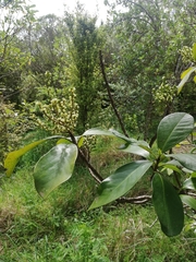 Corynocarpus laevigatus