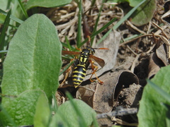Polistes dominula