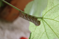 Eumorpha achemon