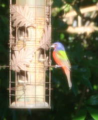 Passerina ciris ciris