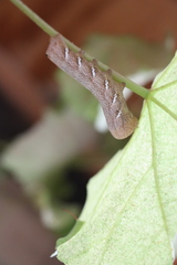 Eumorpha achemon