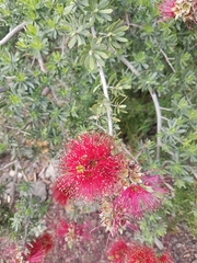 Kunzea baxteri