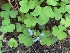 Oxalis