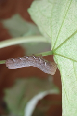 Eumorpha achemon