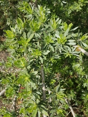 Kunzea baxteri