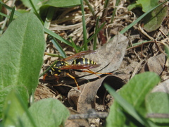 Polistes dominula