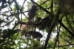 Pseudoxyrhophiidae