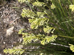 Stackhousia aspericocca