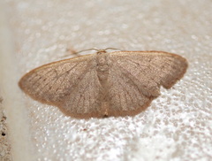 Idaea uniformis