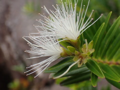 Metrosideros operculata