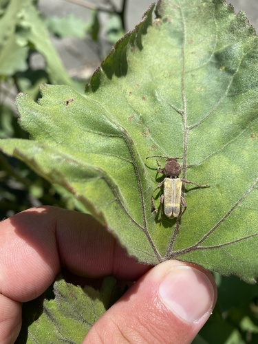 Pacific willow borer
