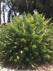 Aesculus californica